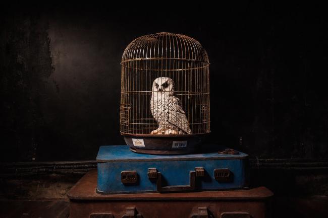 Квест «Школа магии» в Саратове